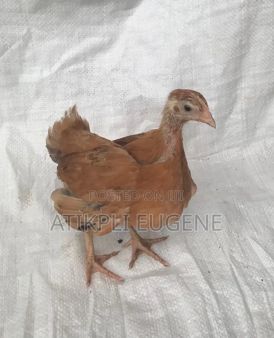 Sasso for Sale