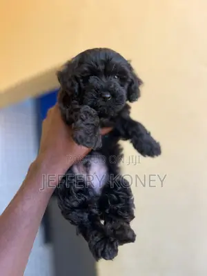 1-3 months Male Purebred Poodle