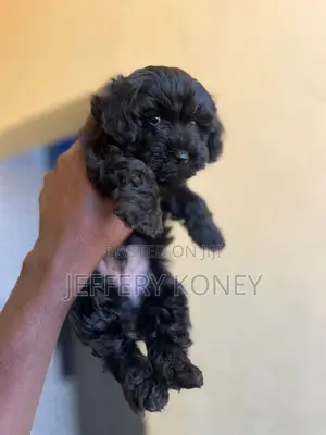 1-3 months Male Purebred Poodle