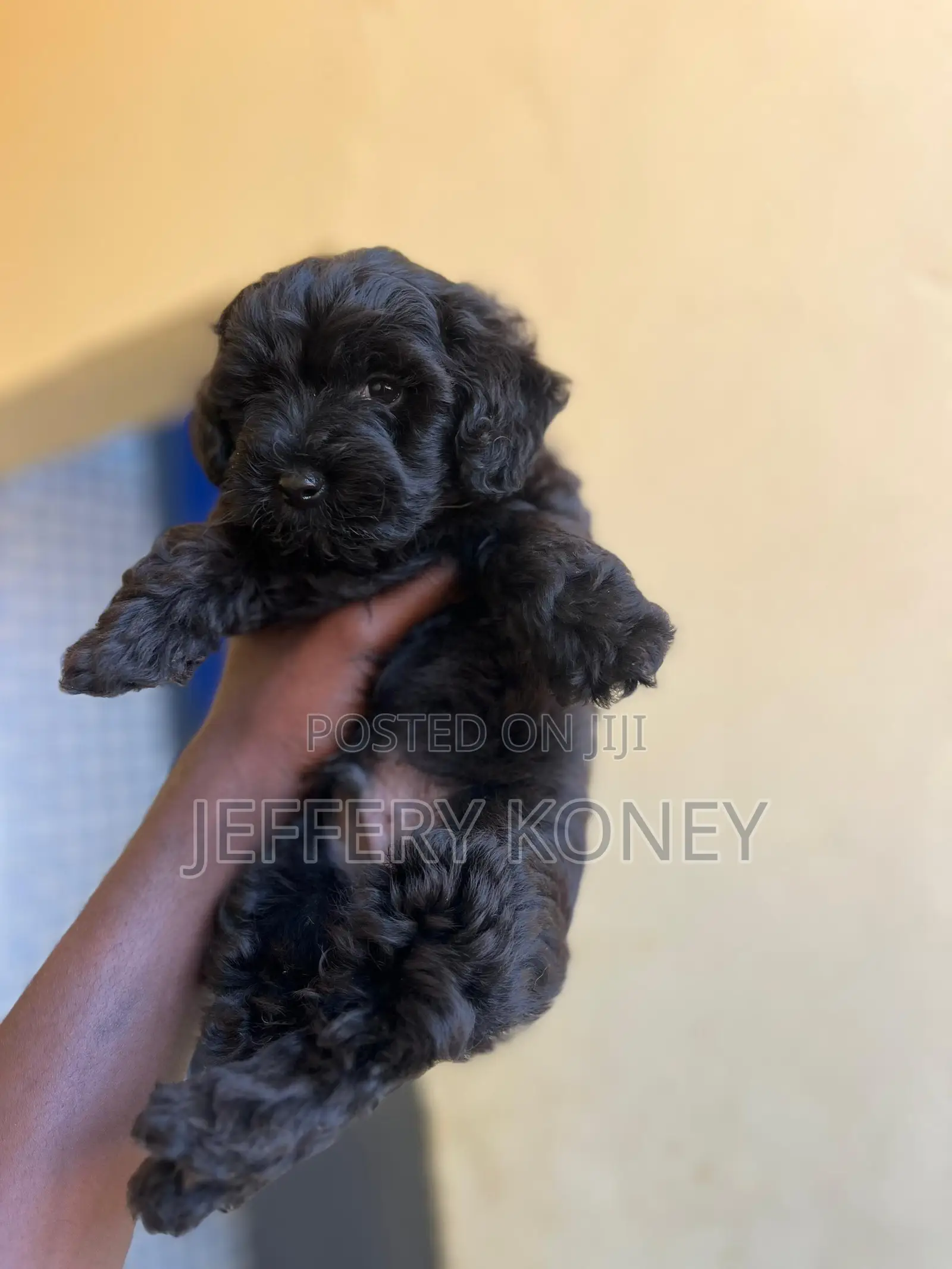 1-3 months Male Purebred Poodle