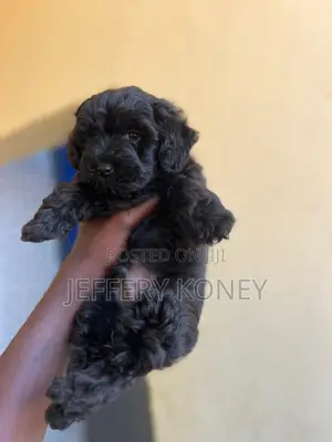 1-3 months Male Purebred Poodle
