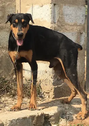 1+ year Male Purebred Doberman Pinscher