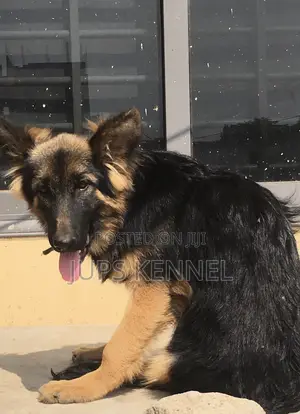 3-6 months Female Purebred German Shepherd