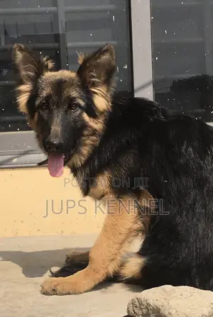 3-6 months Female Purebred German Shepherd