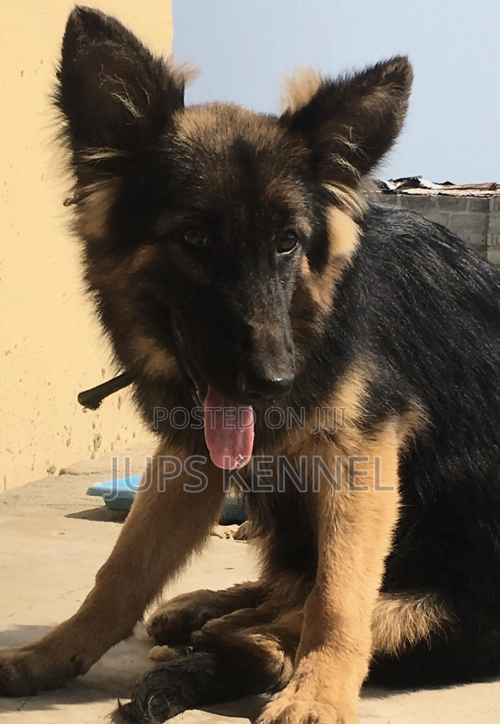 3-6 months Female Purebred German Shepherd