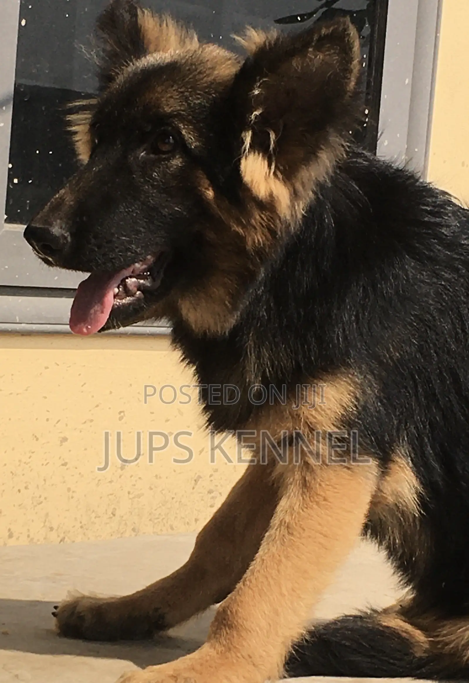 3-6 months Female Purebred German Shepherd