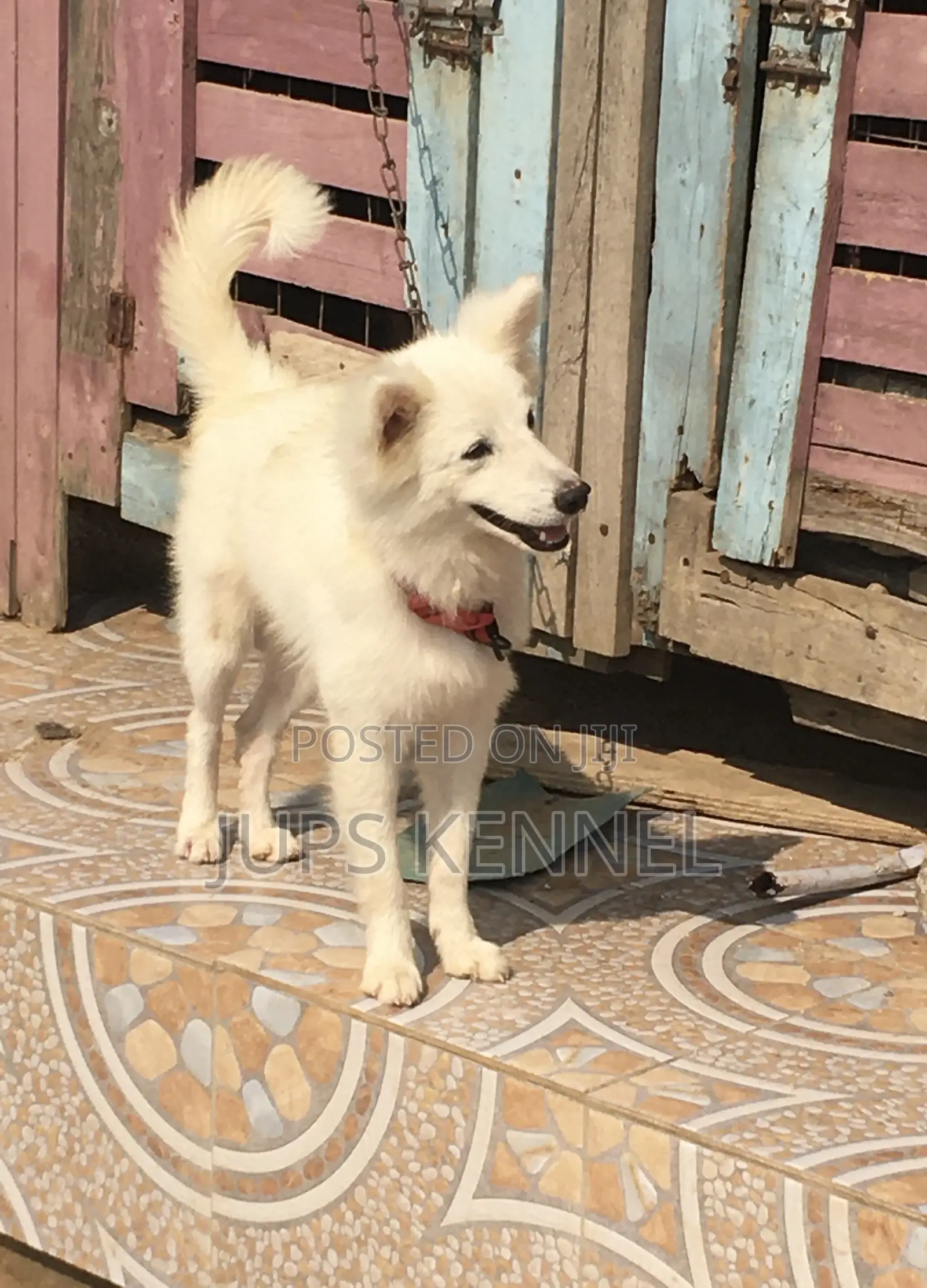 1+ year Male Purebred American Eskimo