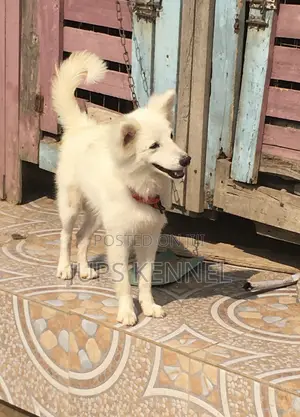1+ year Male Purebred American Eskimo