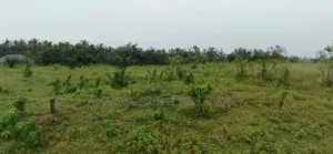 12 Acre's of Land at Tema Free Zone Price Per Acre $