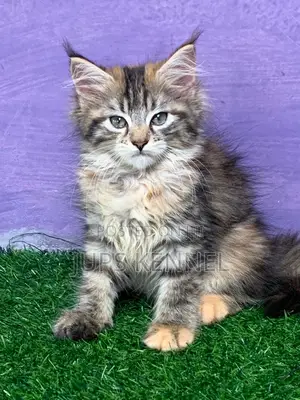 1-3 months Female Purebred Maine Coon