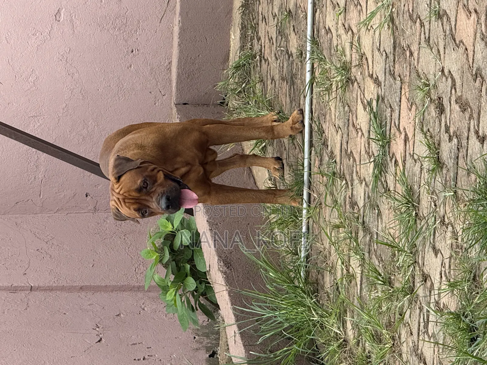 1+ year Male Purebred Boerboel