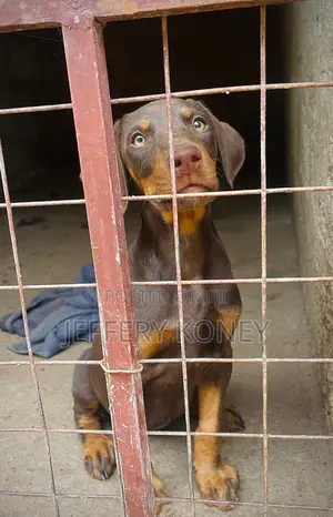 1-3 months Male Purebred Doberman Pinscher