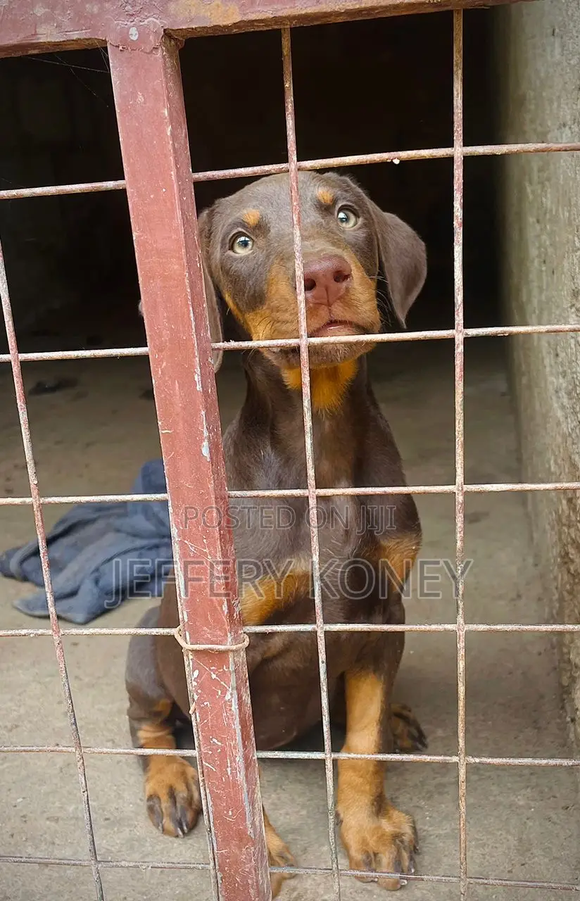 1-3 months Male Purebred Doberman Pinscher