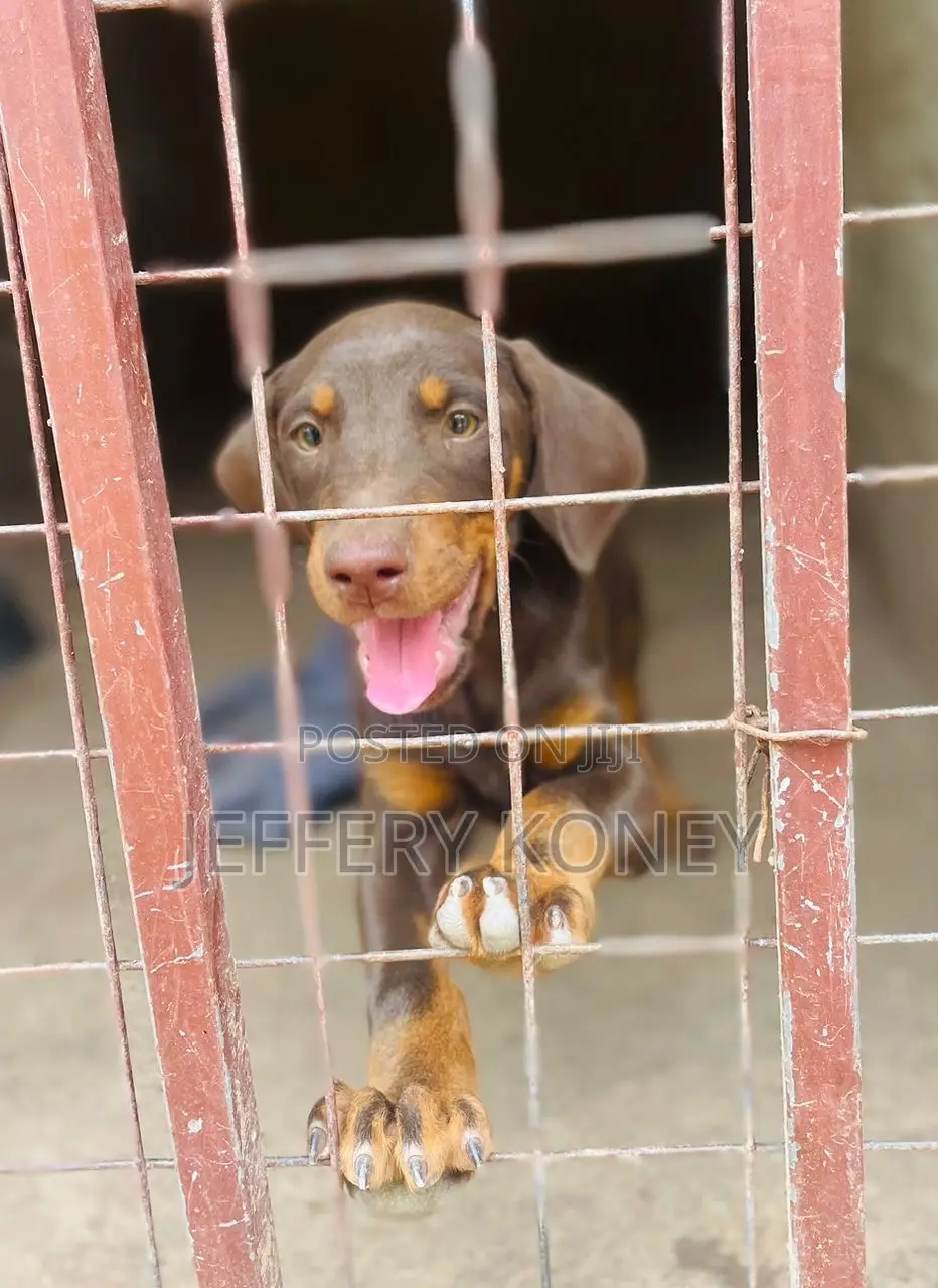 1-3 months Male Purebred Doberman Pinscher