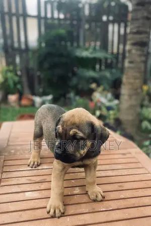 1-3 months Male Purebred Boerboel