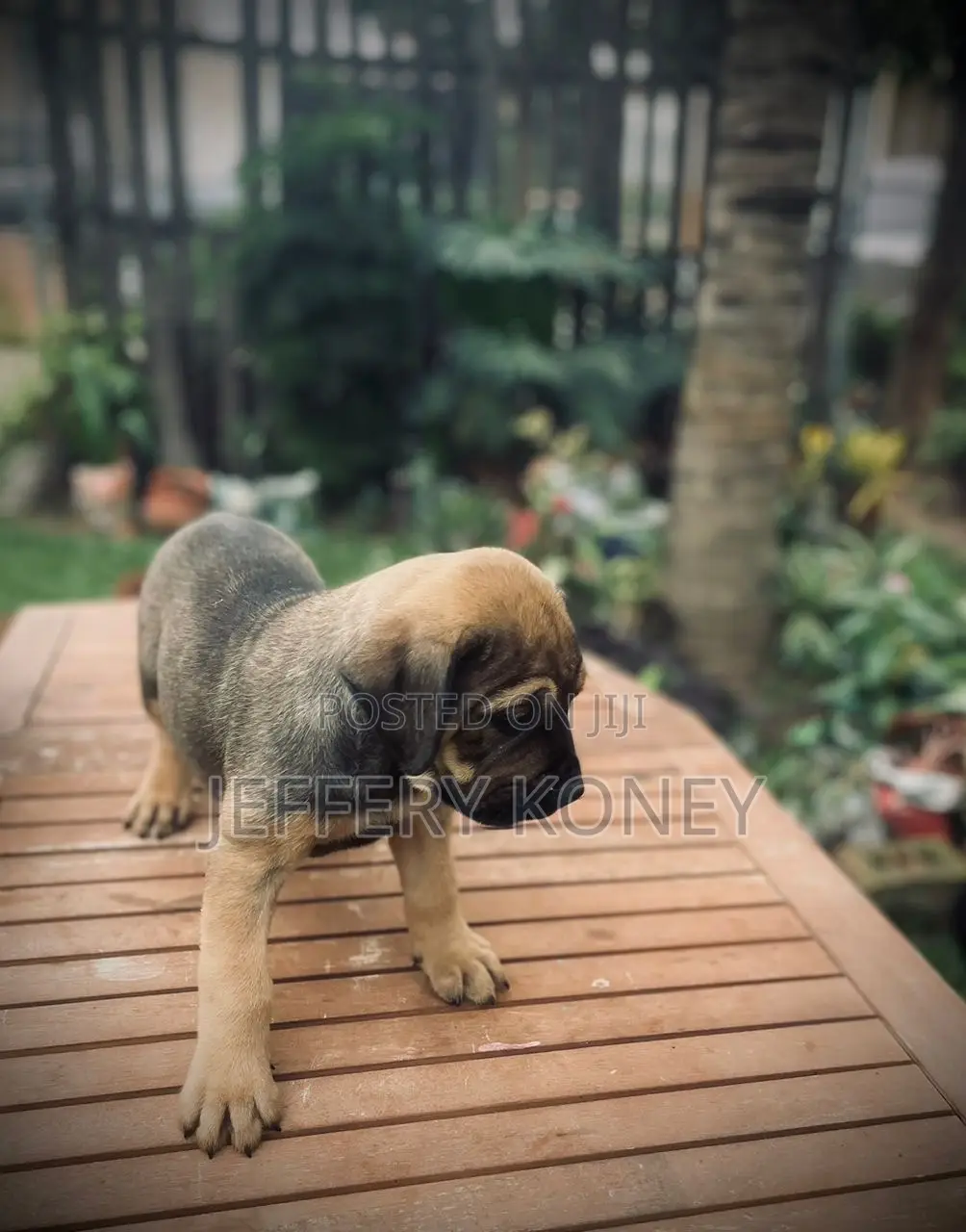 1-3 months Male Purebred Boerboel
