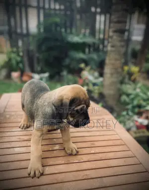 1-3 months Male Purebred Boerboel