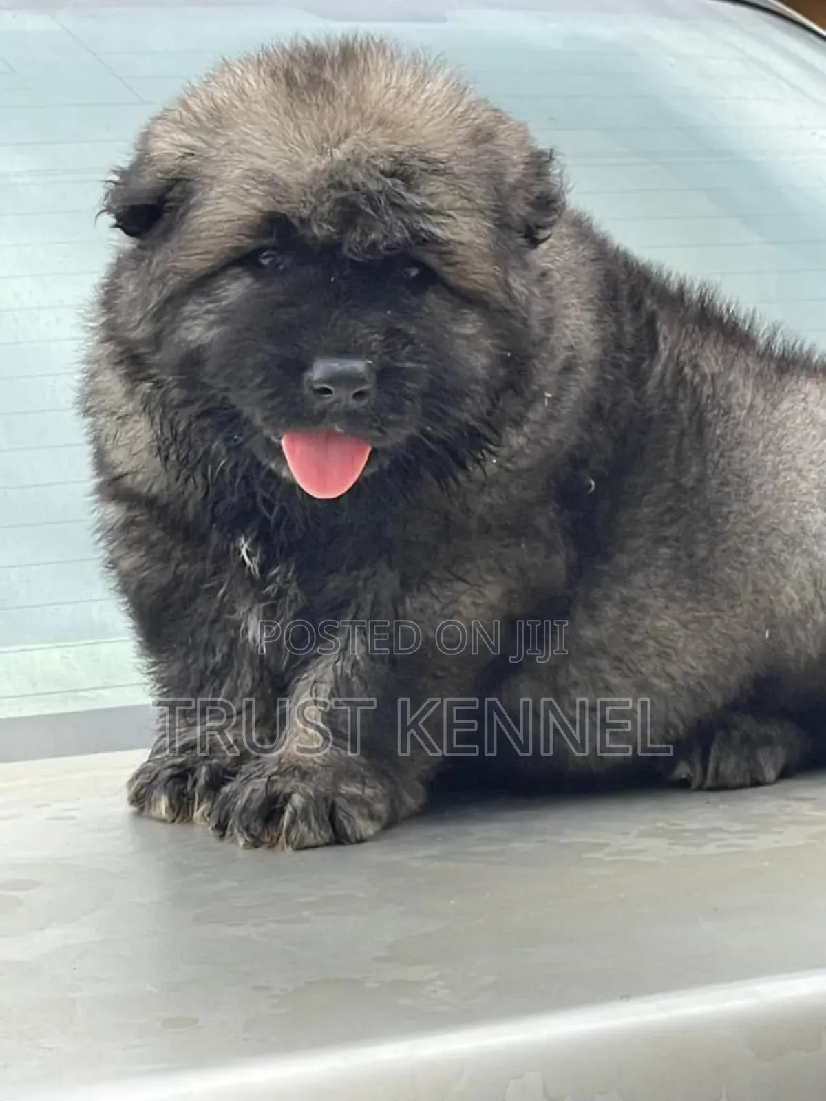 1-3 months Male Purebred Caucasian Shepherd