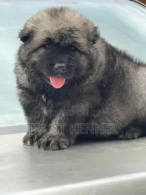 1-3 months Male Purebred Caucasian Shepherd