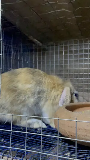 King’S Rabbit Farm