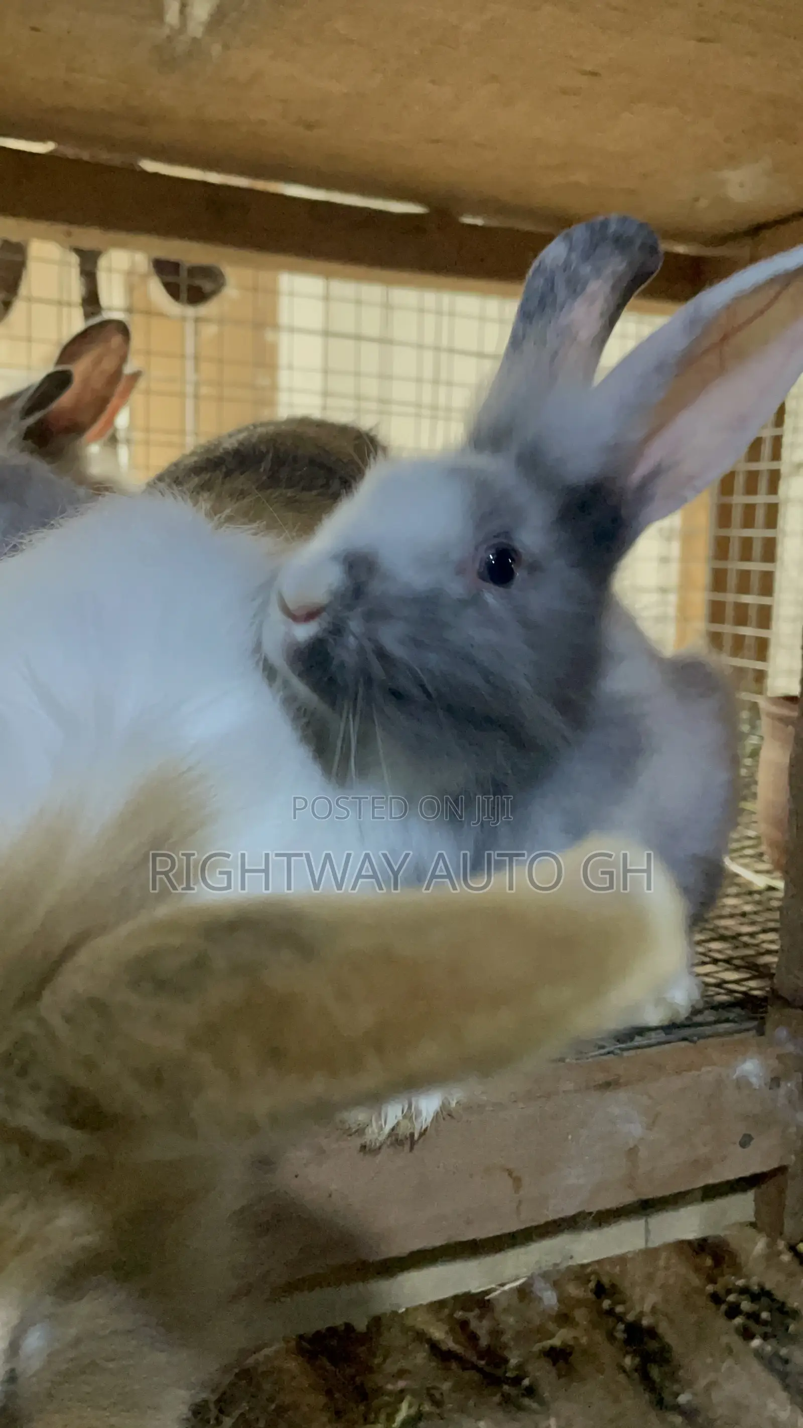King’S Rabbit Farm