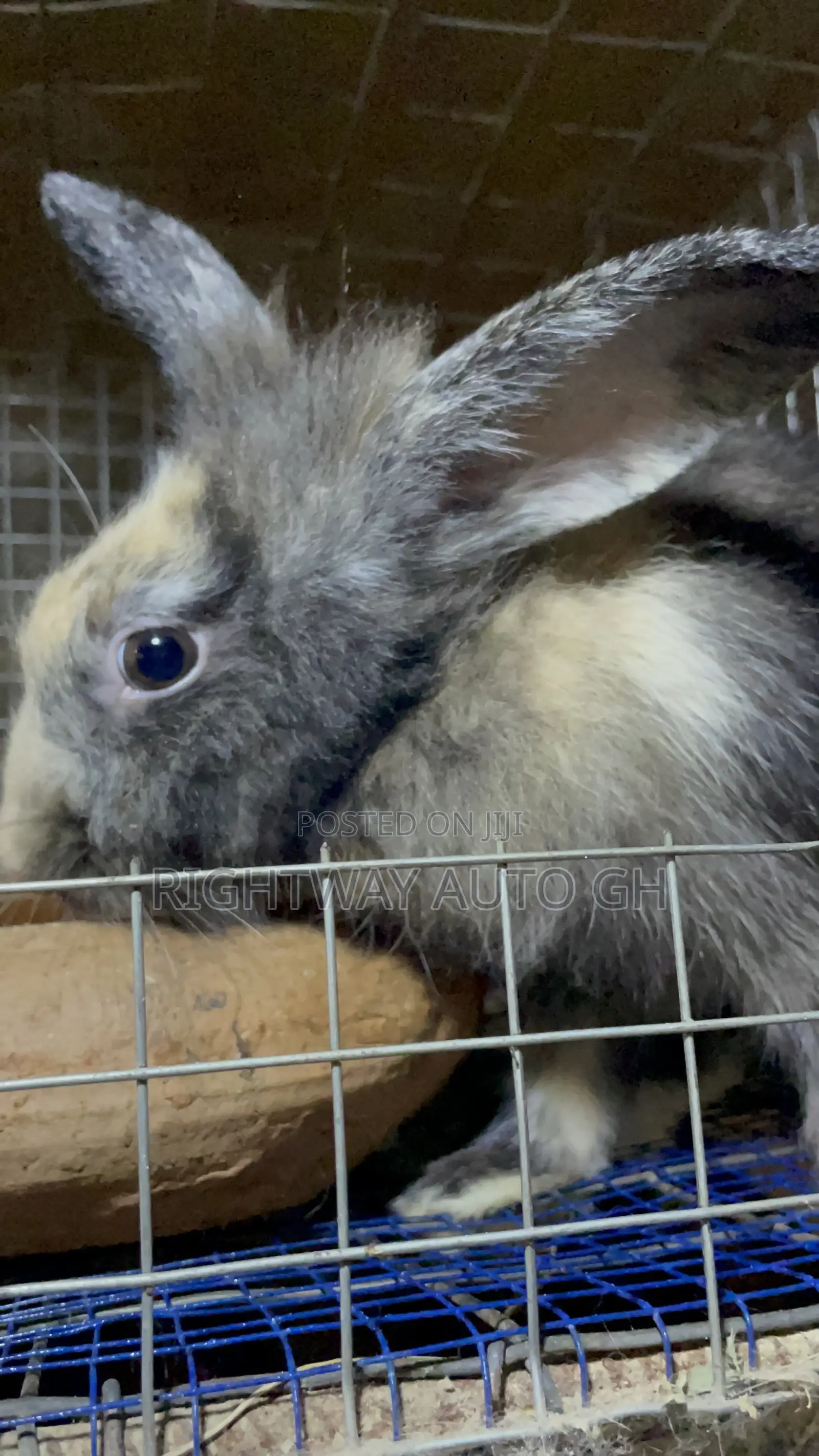 King’S Rabbit Farm