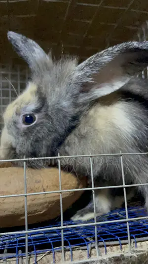 King’S Rabbit Farm