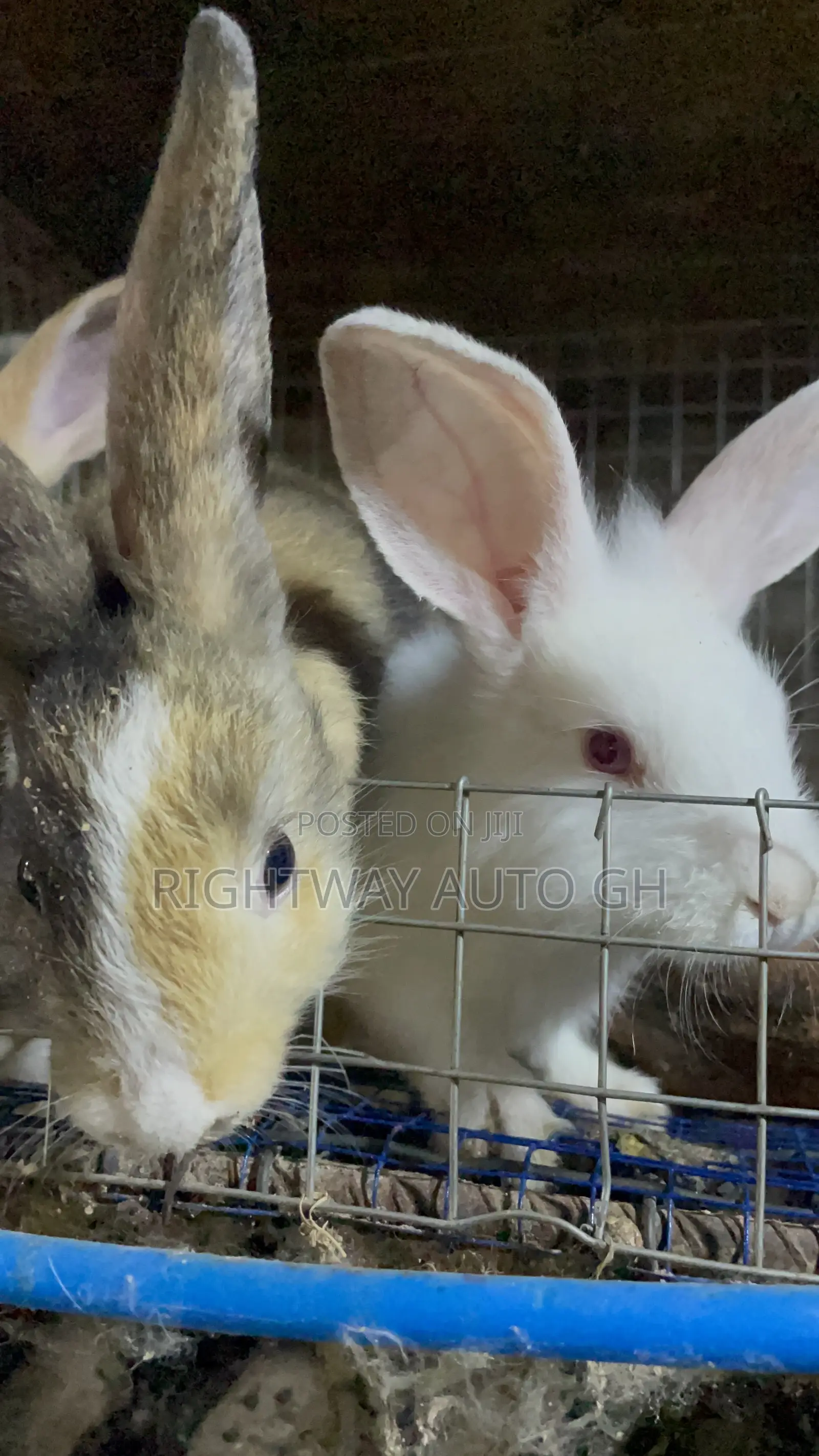 King’S Rabbit Farm
