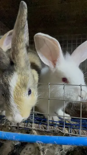 King’S Rabbit Farm