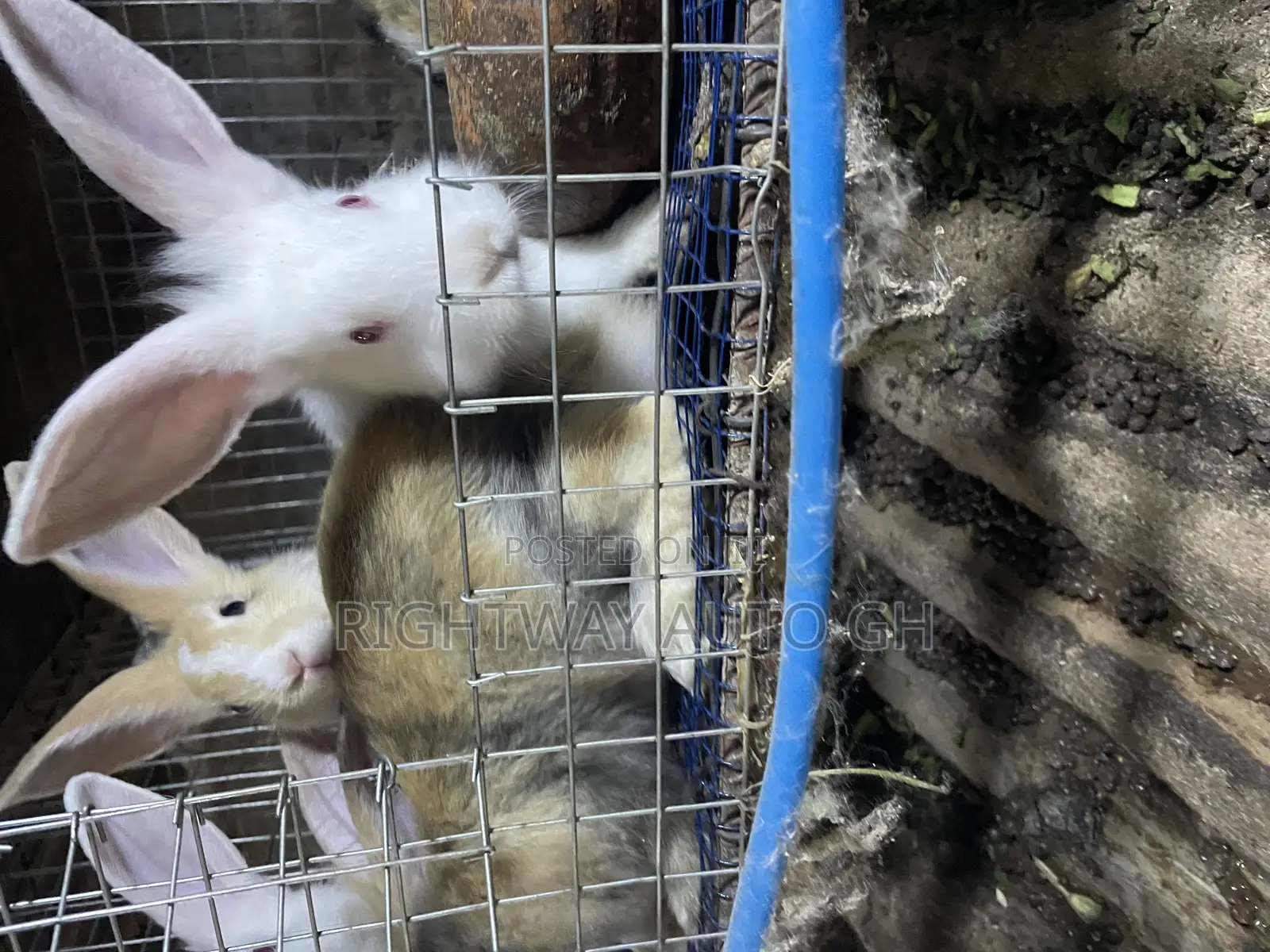 King’S Rabbit Farm