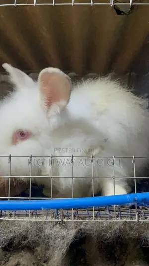 King’S Rabbit Farm