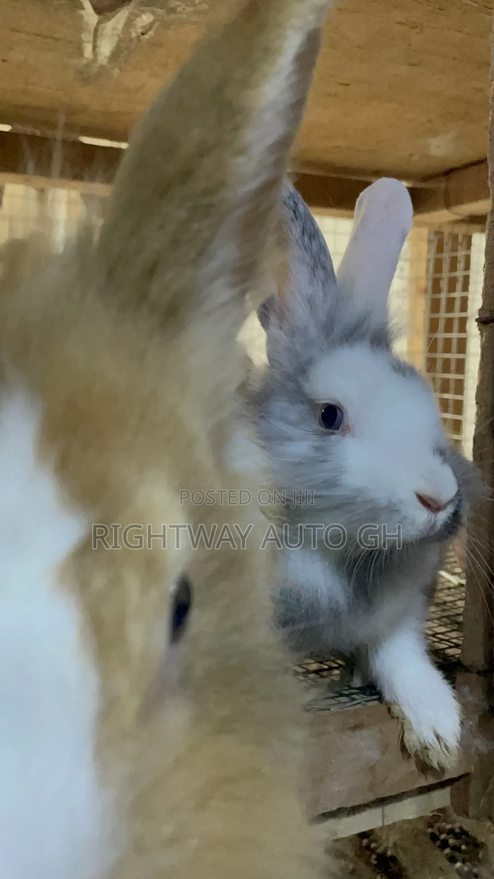 King’S Rabbit Farm