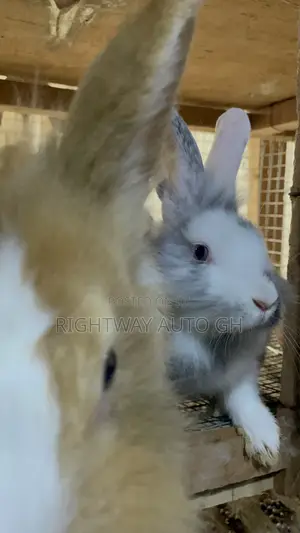 King’S Rabbit Farm