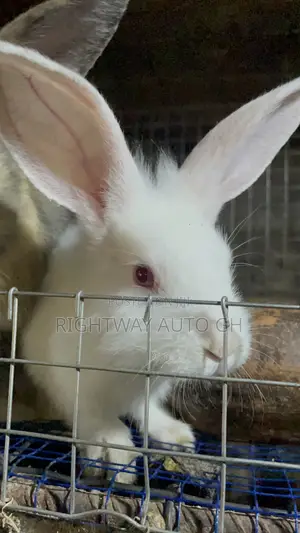 King’S Rabbit Farm