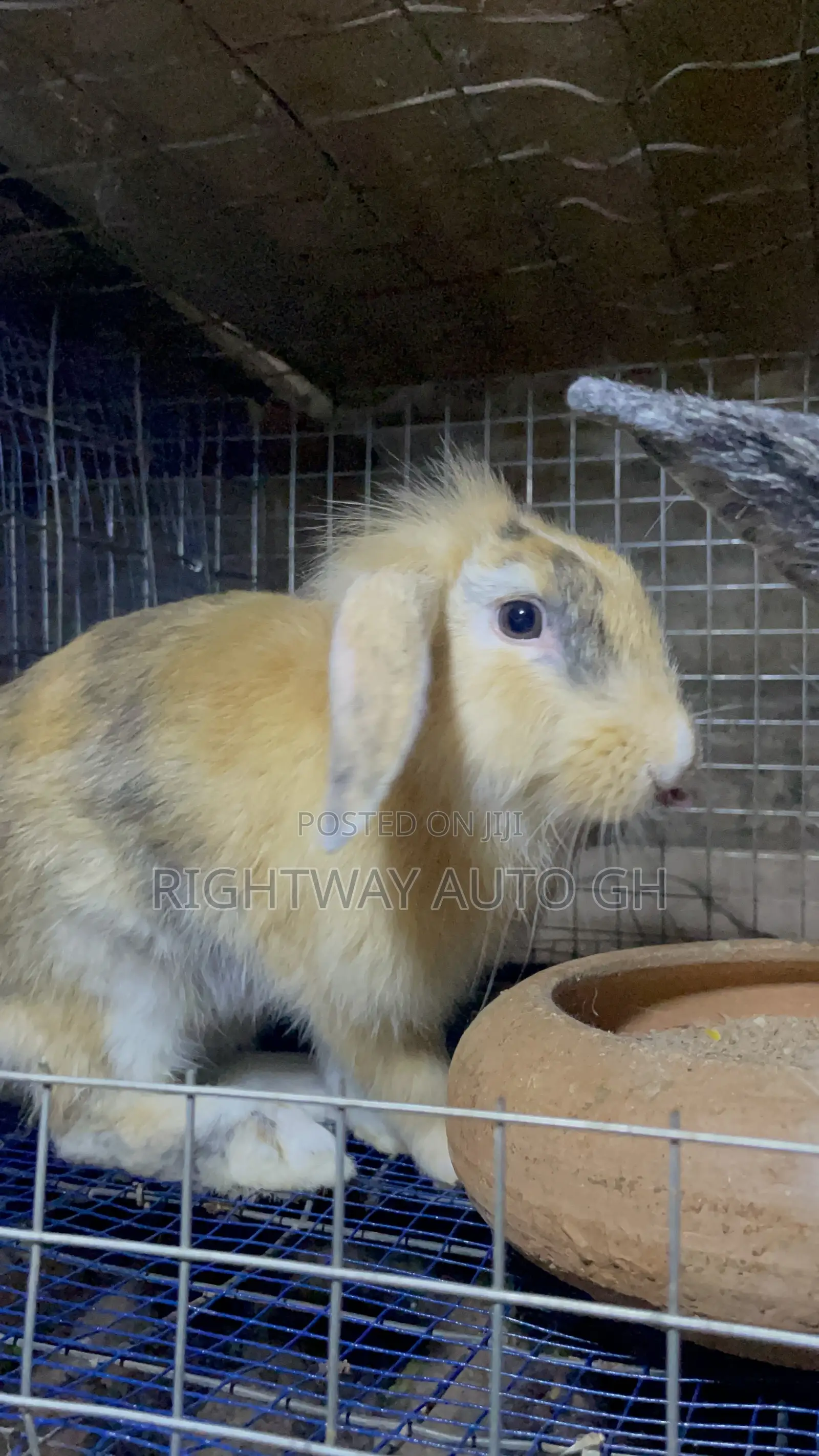 King’S Rabbit Farm
