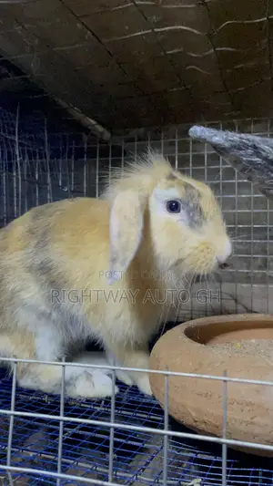 King’S Rabbit Farm