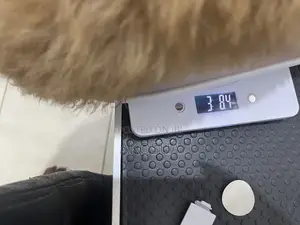 Pet Measurements Scale