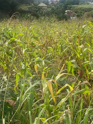 Main Road 4 Half Plots of Land at Dzorwulu