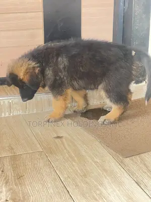 1-3 months Male Purebred German Shepherd
