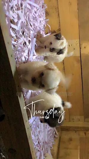 1-3 months Male Purebred Poodle