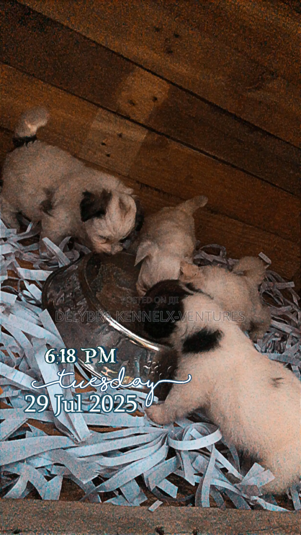 1-3 months Male Purebred Poodle
