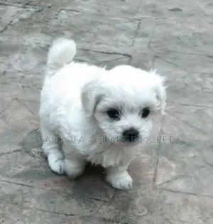 1-3 months Female Purebred Maltese