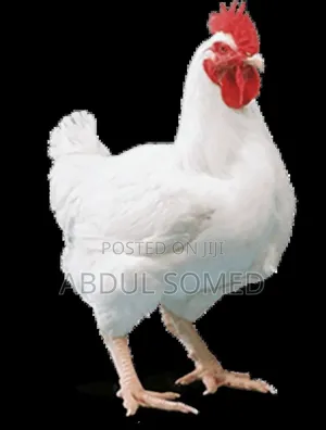 Mature Broilers