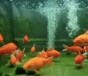 Bigger Size Comet Golden Fish