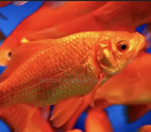 Bigger Size Comet Golden Fish