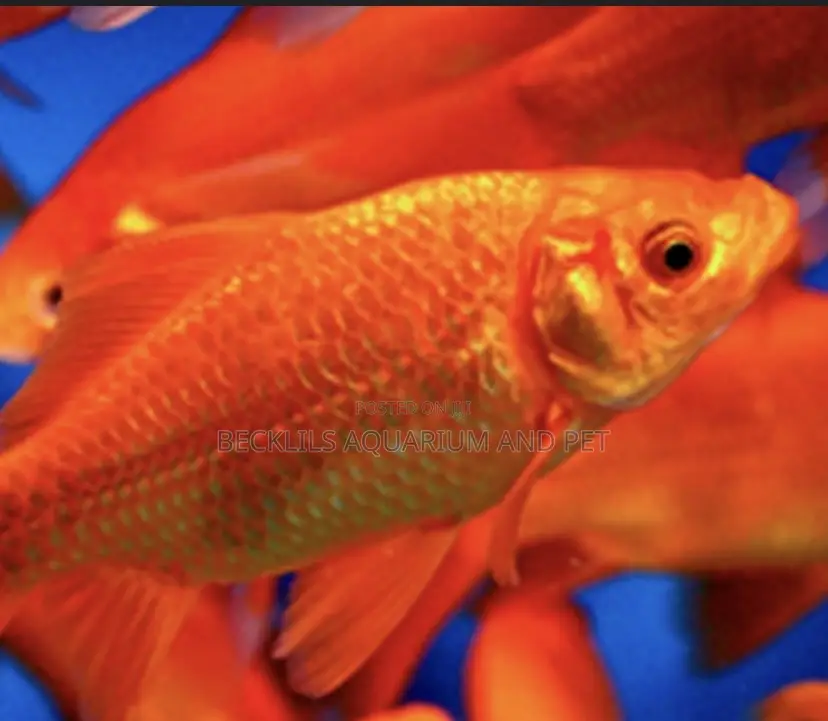 Bigger Size Comet Golden Fish