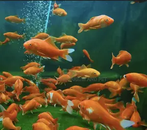 Bigger Size Comet Golden Fish