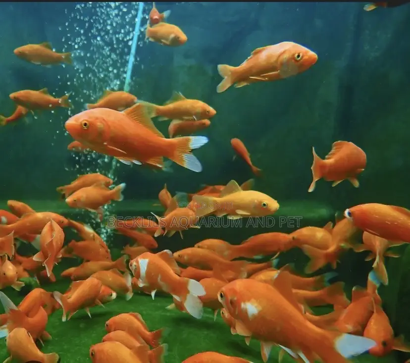Bigger Size Comet Golden Fish