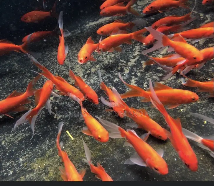 Golden Fish Commet