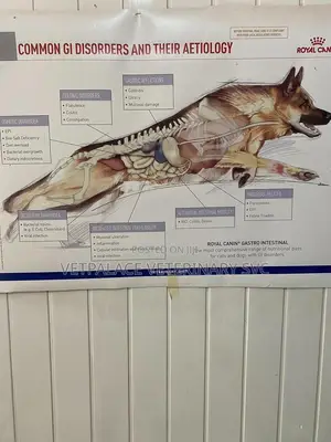 Veterinary Services at Your Door Step